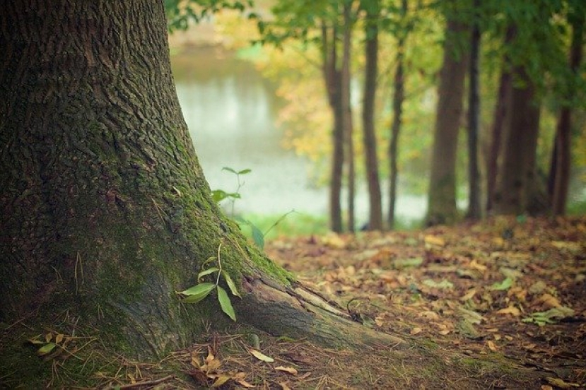 Źródło / Quelle: Pixabay